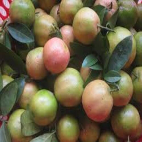 Cây giống chanh đào hàng chuẩn giống F1 sai quả, năng suất cao +Tặng 02 cây nhót ngọt