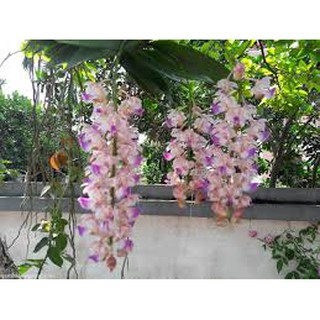 COMBO 5 CÂY lan giáng hương tam bảo sắc tuyệt đẹp - CBGHBS005
