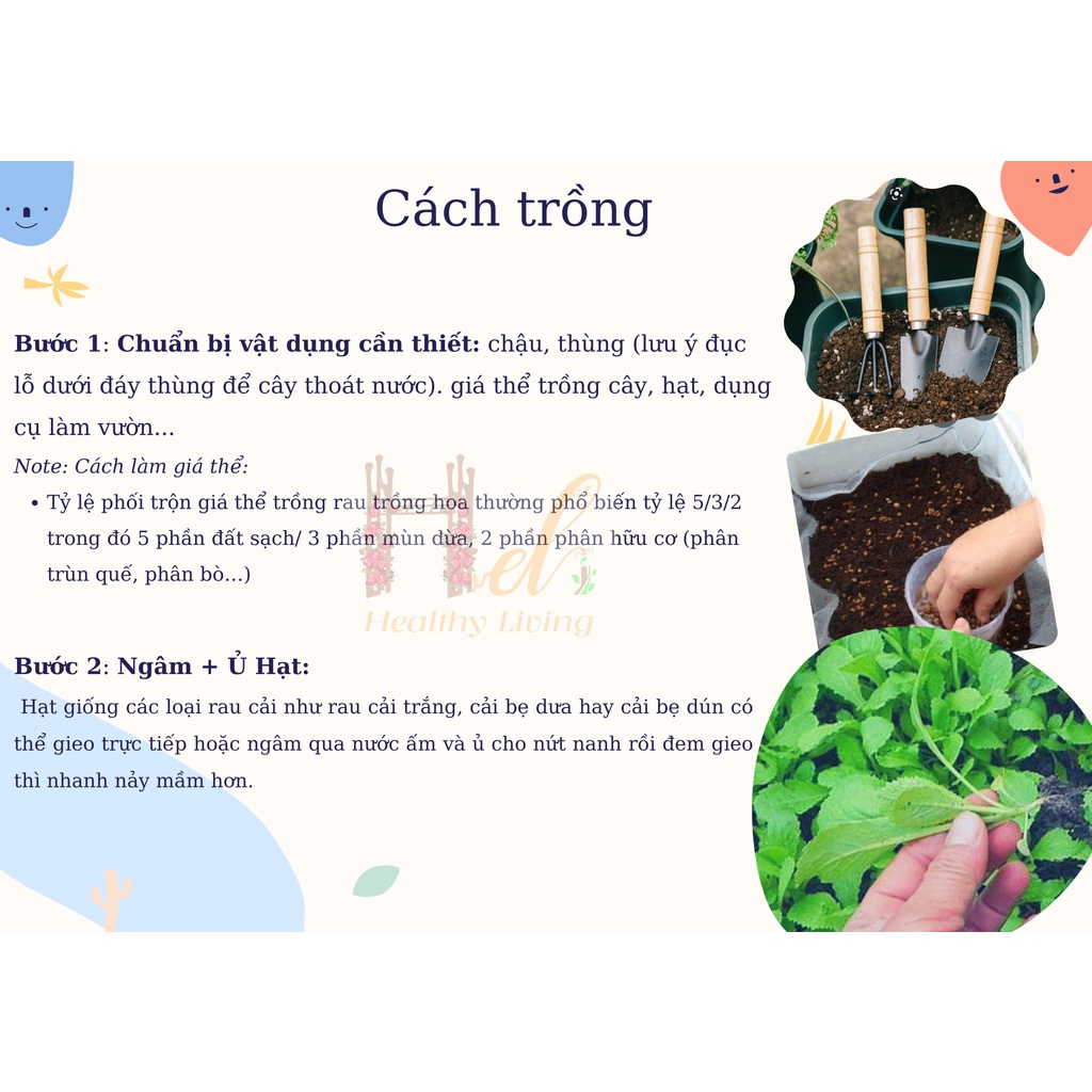 Hạt Giống Cải Bẹ Xanh Ăn Non Năng Suất Cao- Trồng Hạt Giống Rau Củ Quả Bằng Đất Sạch, Xơ Dừa, Mùn Dừa Và Phân Bón Hữu Cơ