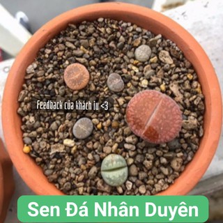 Lithops - thạch lan - sen mông mini siêu xinh (size từ 0.5 -2cm)