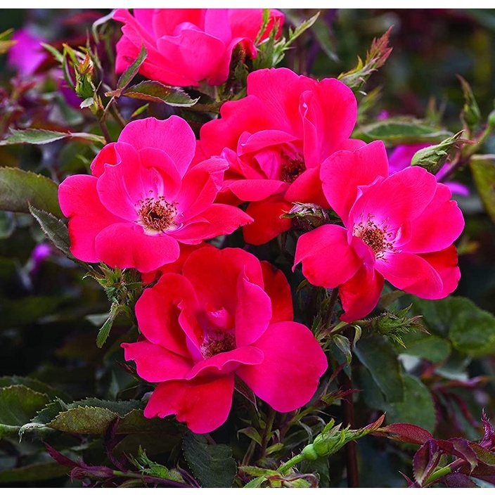 HẠT GIỐNG HOA HỒNG CỔ VÂN KHÔI Rose Knockout trong chậu 2 Gallon (Đỏ)