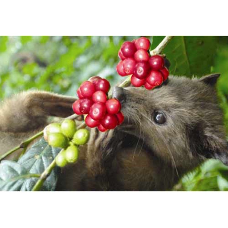 CÀ PHÊ CHỒN VIP VN GÓI ĐEN CAO CẤP-LOẠI THƯỢNG HẠNG THƠM NGON TUYỆT VỜI [1KÝ 2 GÓI 500GR]KHUYẾN MÃI SỐC CÓ 1 KHÔNG 2 | BigBuy360 - bigbuy360.vn