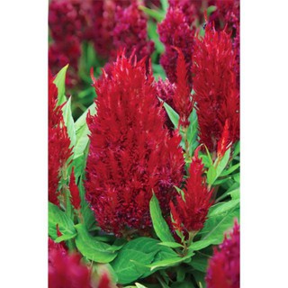 Hạt Giống Hoa Mào Gà Đuôi Phụng Đỏ Vàng (50 Hạt) luckyseed hạt siêu rẻ