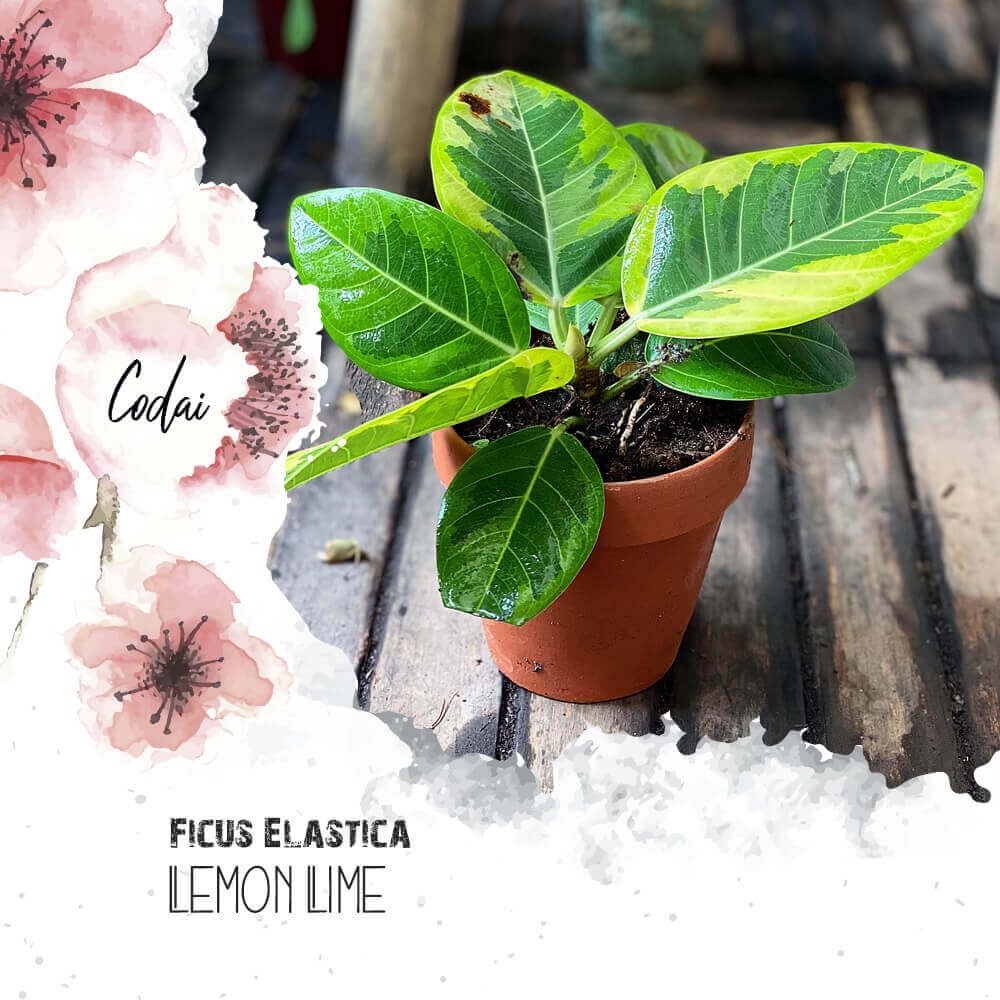 Cây Ficus Elastica Lemon Lime (Cây Đa Cẩm Thạch Xanh Lemon Lime) chậu đất nung