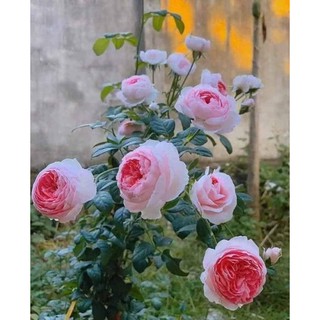 Combo 8 gốc hồng bụi hoa to cánh dày- đủ màu