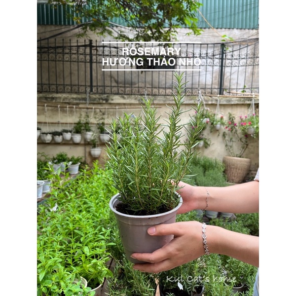 Nội thành HN - Cây hương thảo rosemary size S nhỏ