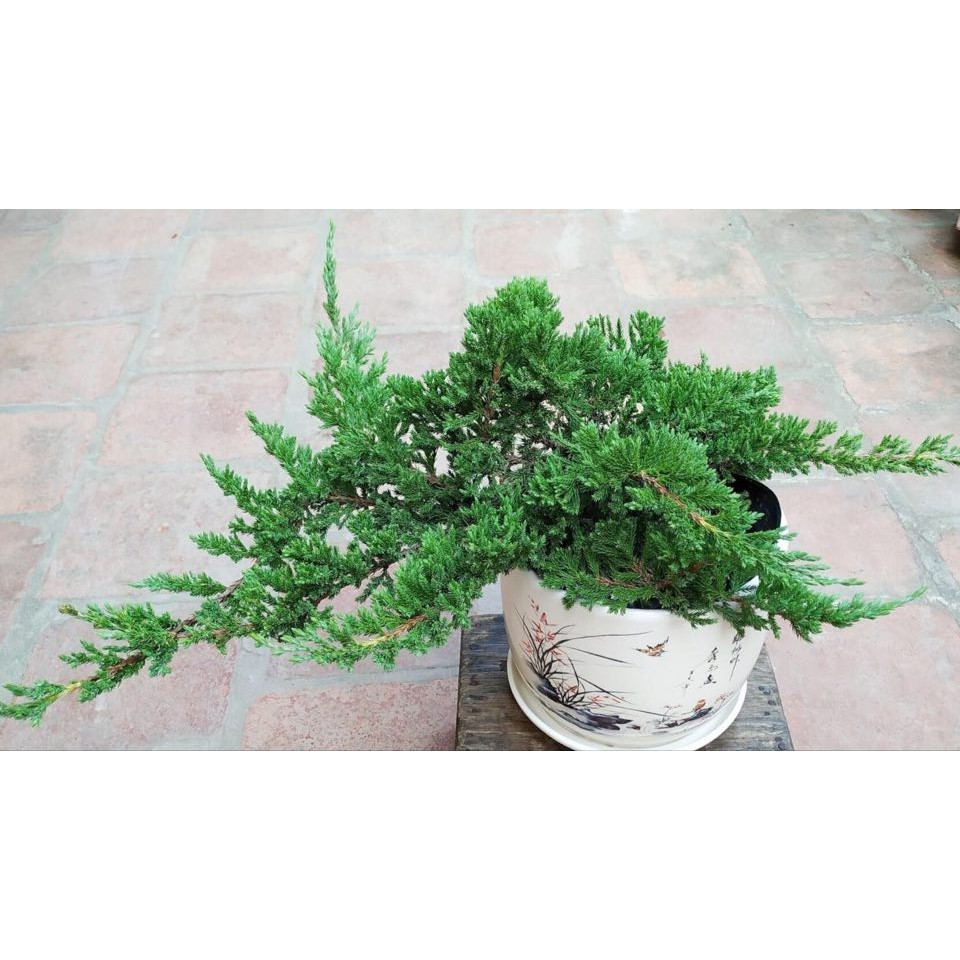 CHẬU CÂY TÙNG XÀ  SIÊU ĐẸP