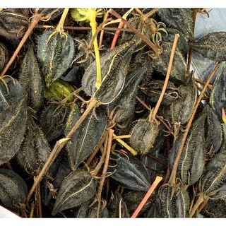 hạt giống Sâm Bố Chính