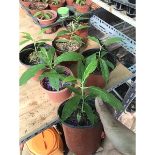 cẩm cù lộc hoya lockii