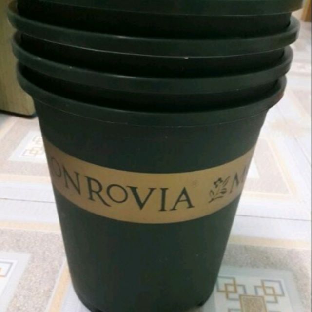 Combo 30 chậu monrovia 5gl