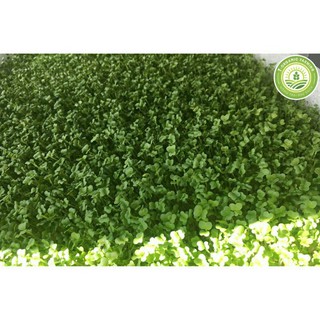 hạt giống rau mầm cải ngọt 20gr