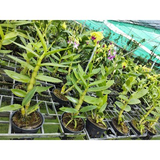 Dendro nắng tia chớp chuồn (5% xổ chớp có giá trị cao)