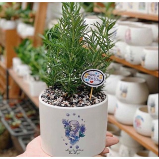 Cây Hương Thảo - Rosemerry với hương thơm dịu nhẹ (kèm chậu)