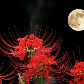 Củ Hoa Bỉ Ngạn 5 màu