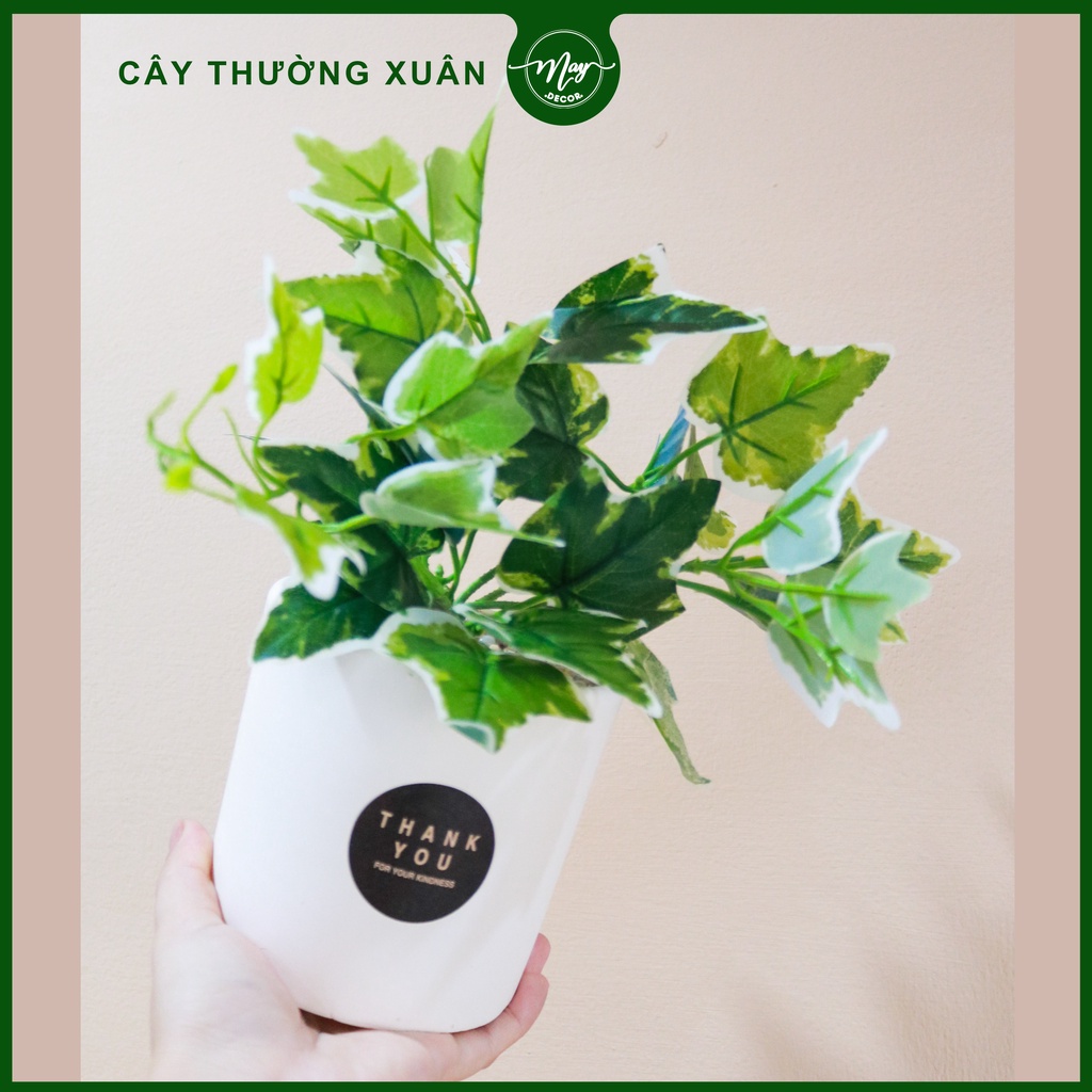 Cây giả thường xuân, hạnh tiên thảo để bàn trang trí kèm chậu 20cm, 25cm
