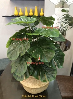 Cây trầu bà lá xẻ 65cm