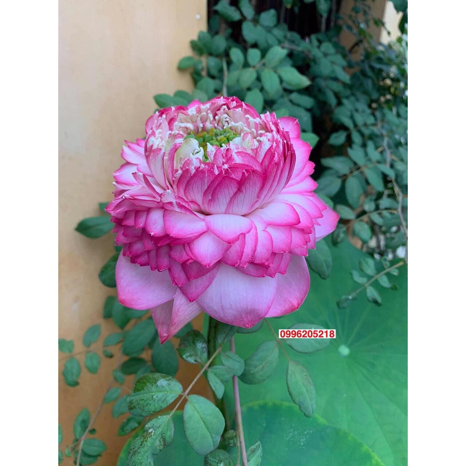 Củ Sen Thái Giống- 12 Loại- cho hoa sau tầm 1 tháng trồng