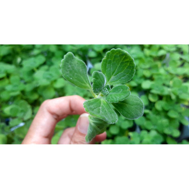 Nhánh Sen Thơm  - Hư 1 đổi 1- Cây cảnh trang trí- HOA ĐÁ shop