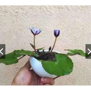 Hạt hoa súng thái mini