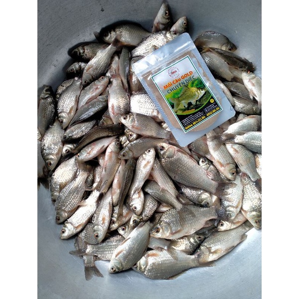 Mồi câu cá thương hiệu Gold. combo 4 gói