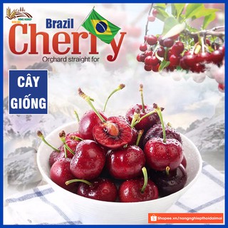 Cây cherry Brazil nhiệt đới giống chuẩn nhập khẩu chịu nhiệt tốt cây khỏe mạnh dễ sinh trưởng, cho trái sau 1 năm - TD01