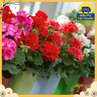 Hạt Giống Hoa Phong Lữ Thảo