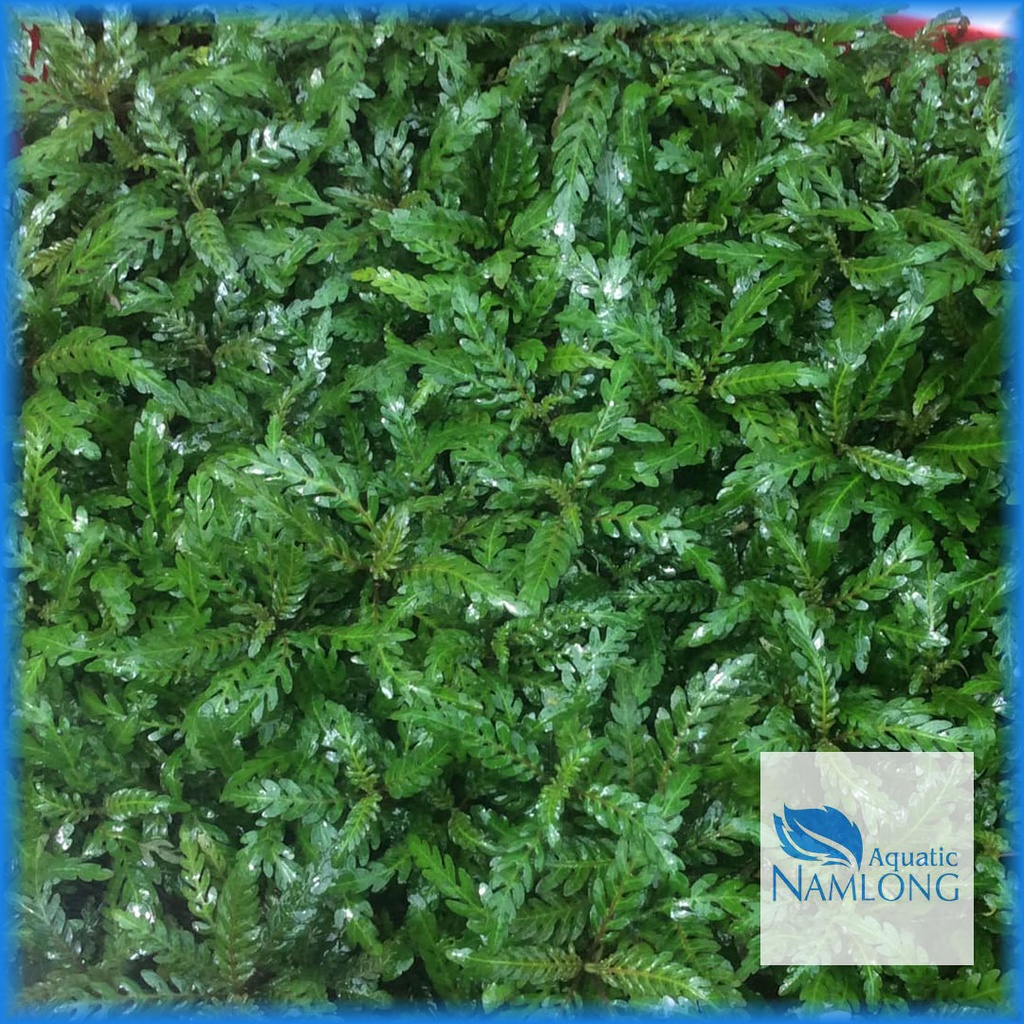 Liễu răng cưa  - Liễu ấn độ - Cây thủy sinh trung cảnh