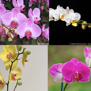 Lan hồ điệp giống nhiều màu