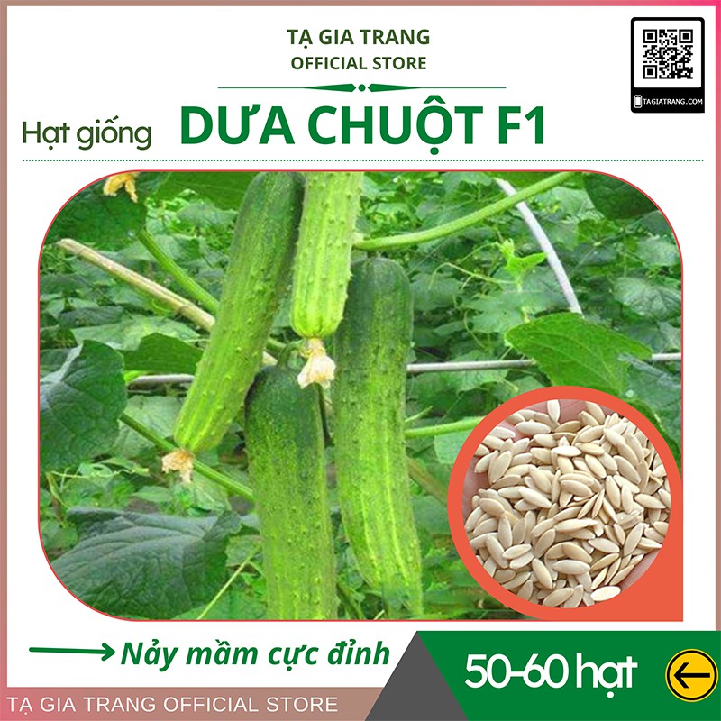 Hạt giống dưa chuột F1 (dưa leo) cao sản - Shop hạt giống Tạ Gia Trang