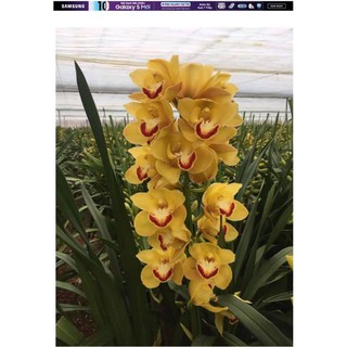 Củ giống hoa địa lan santo màu cam, hoặc mixx màu tùy chọn hoa tết siêu bền 2-3 tháng