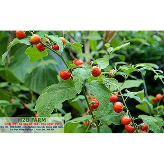 Giải độc gan - Cây giống cà gai leo chuẩn 100%