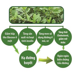Dây thìa canh hỗ trợ điều trị tiểu đường