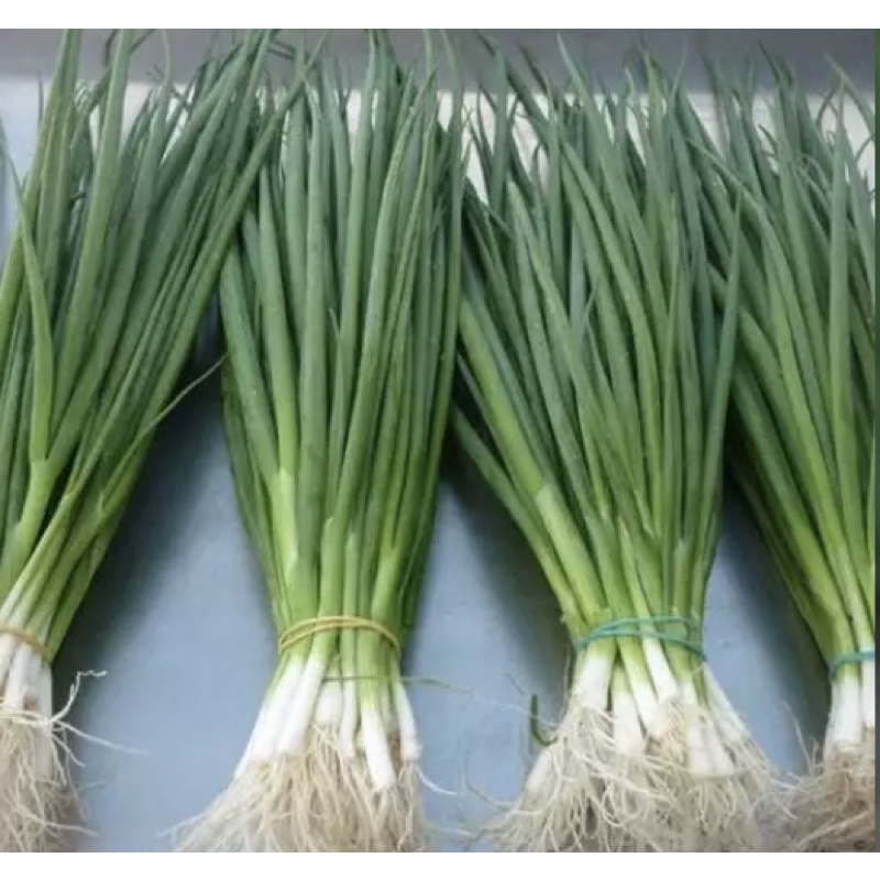 Hạt giống hành lá Rado 25