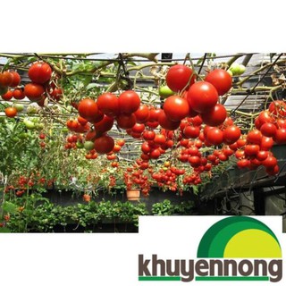 Gói 30 hạt giống cà chua leo giàn