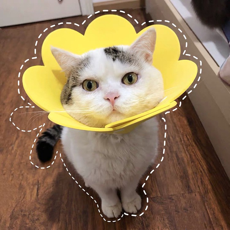 [Có sẵn ] Sunflower Elizabeth Vòng chống liếm cho chó mèo