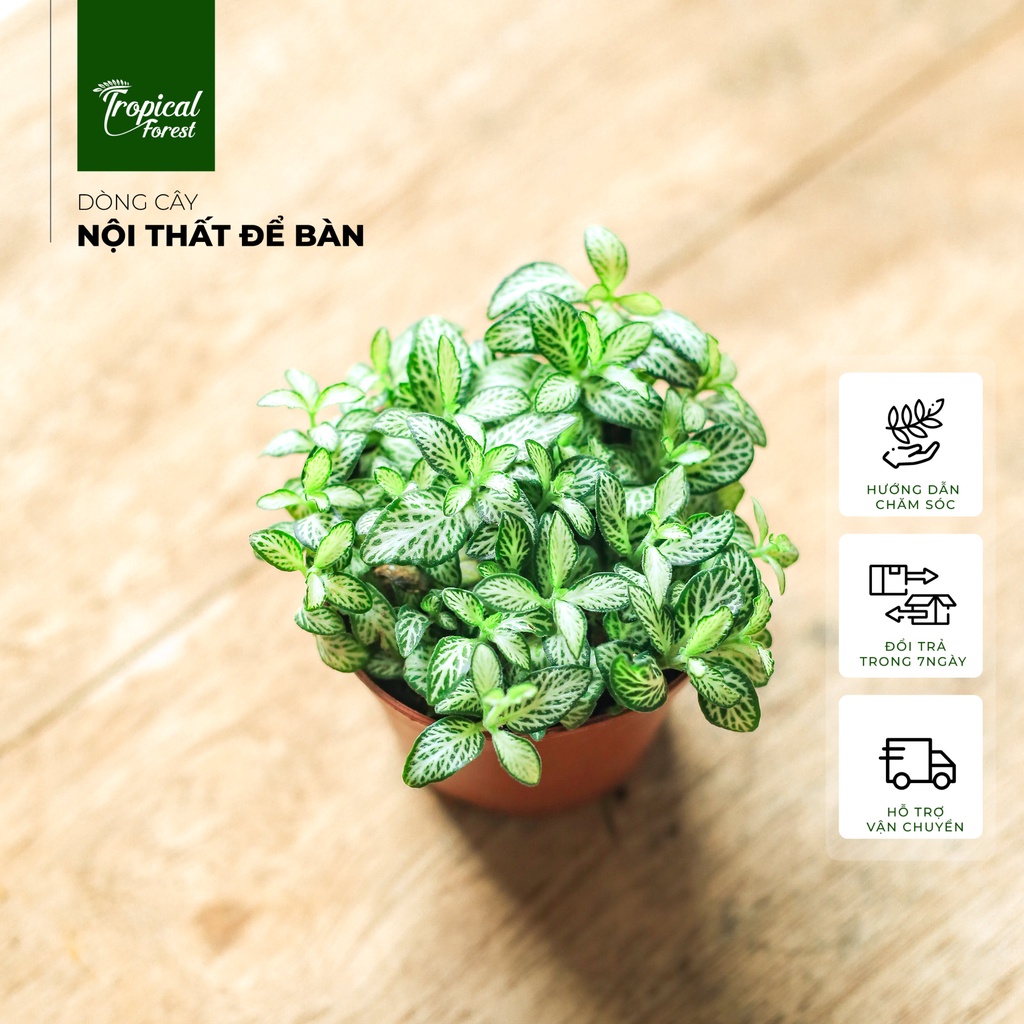 Cây cẩm nhung nhiệt đới 8 màu TROPICAL FOREST
