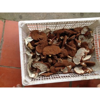 Nấm linh chi nhà trồng