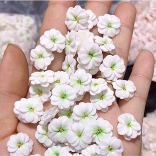 Hoa Thược dược