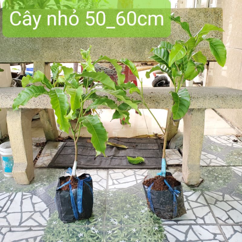 Cây Giống Vú Sữa Hoàng Kim trái lớn cao 60-80cm_ Cây ghép cành, cây lớn nhanh trái_Quả Siêu Ngọt_Có ảnh thật