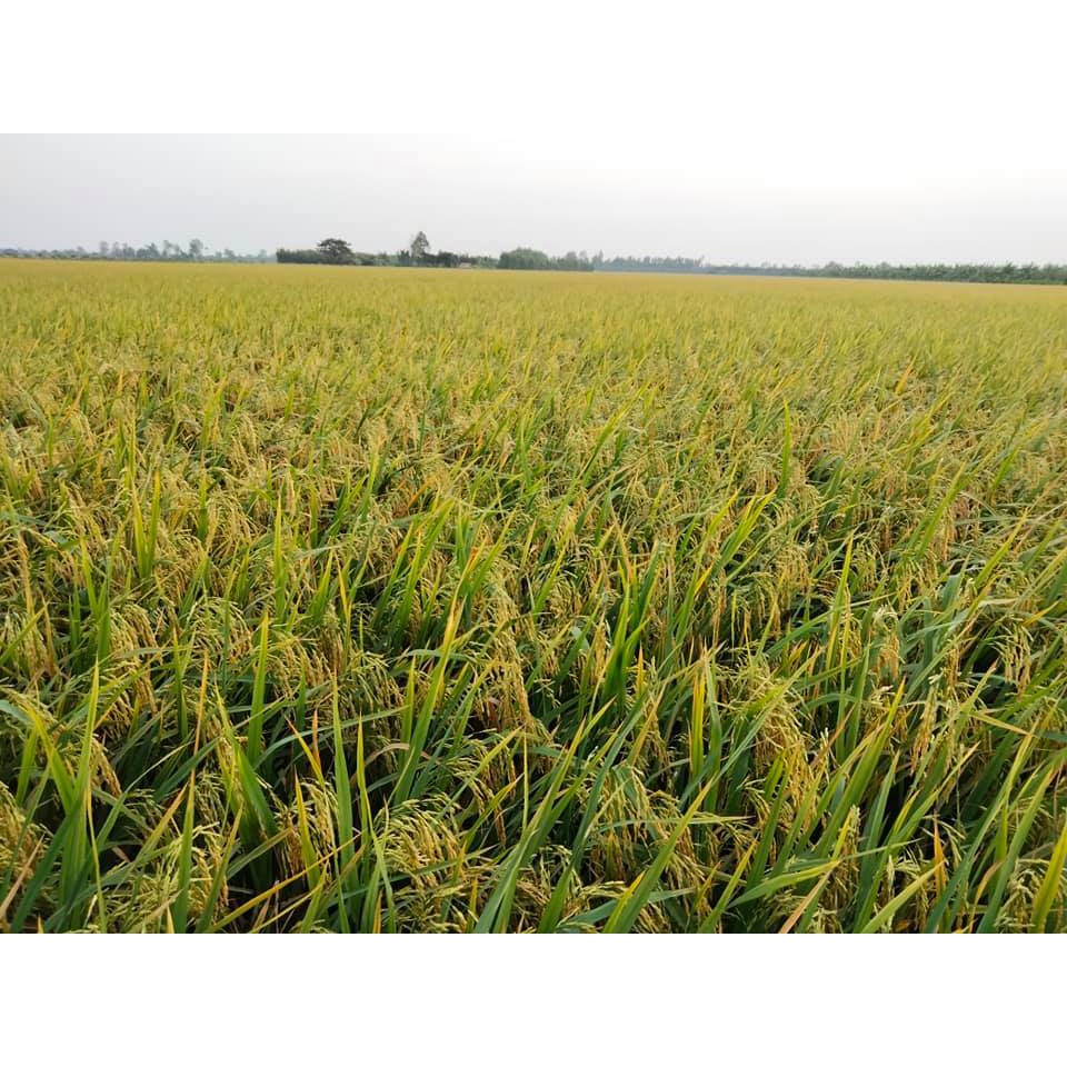 Gạo ST25 - VINASEED túi 5kg | BigBuy360 - bigbuy360.vn