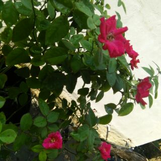 cây hoa hồng quế cao 100cm