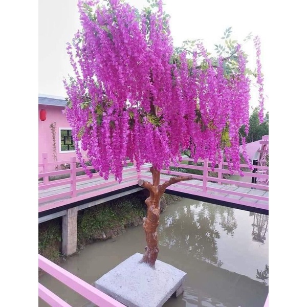 combo 12 cành tử đằng