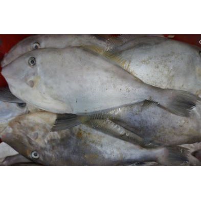 cá bò rim mè đặc sản đà nẵng 200gr