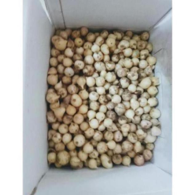 Hành tăm - Củ nén đặc sản miền Trung siêu sạch, thơm ngon - Gói 1KG Loại 1