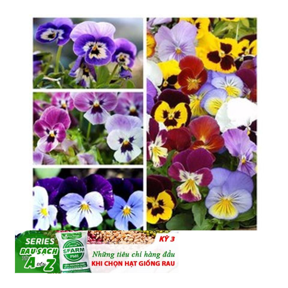 GÓI 50 Hạt Giống Hoa Pansy /Hoa Cánh Bướm Mix Nhiều Màu ĐẾN MÙA TRỒNG TẾT