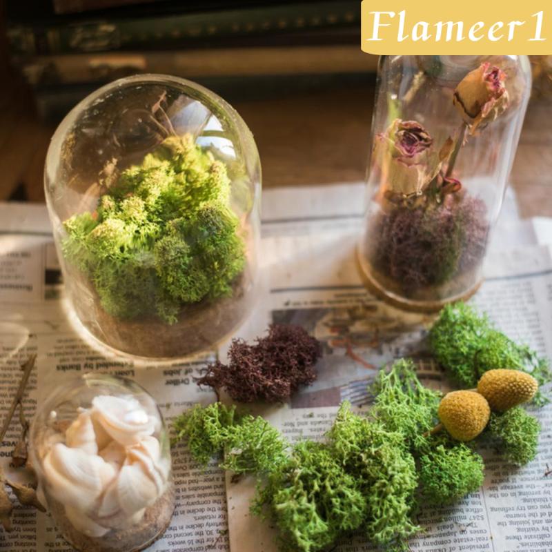 [Flameameer1] Bình Hoa Thủy Tinh Nắp Phong Cảnh Terrarium