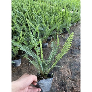 cây Dương Xỉ - combo 5 bầu