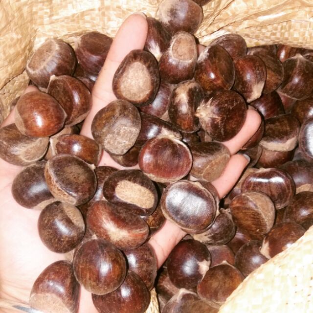 Combo Hạt dẻ và dầu oliu cho bé