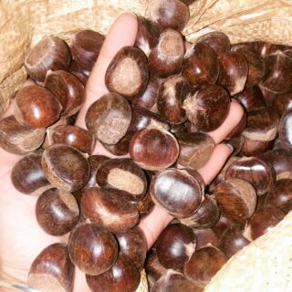 Combo Hạt dẻ và dầu oliu cho bé