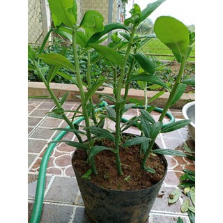 20 khúc thạch anh giống